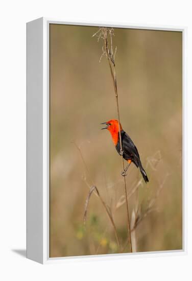 Brazil, Mato Grosso, the Pantanal, Scarlet-Headed Blackbird Singing-Ellen Goff-Framed Premier Image Canvas