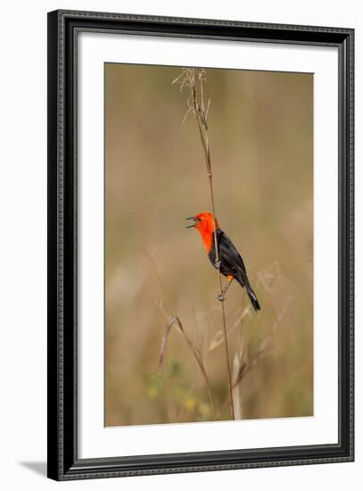 Brazil, Mato Grosso, the Pantanal, Scarlet-Headed Blackbird Singing-Ellen Goff-Framed Photographic Print