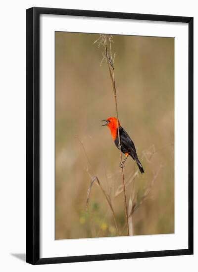 Brazil, Mato Grosso, the Pantanal, Scarlet-Headed Blackbird Singing-Ellen Goff-Framed Photographic Print