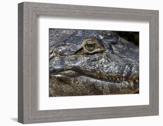 Brazil, Mato Grosso, the Pantanal, the Transpantaneira Highway, Black Caiman Eye and Mouth Detail-Ellen Goff-Framed Photographic Print