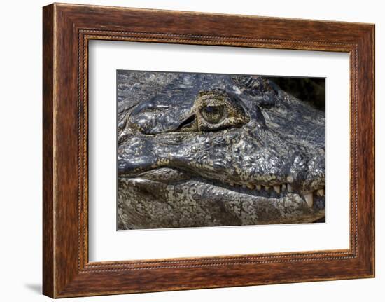 Brazil, Mato Grosso, the Pantanal, the Transpantaneira Highway, Black Caiman Eye and Mouth Detail-Ellen Goff-Framed Photographic Print