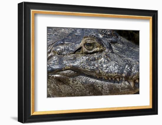 Brazil, Mato Grosso, the Pantanal, the Transpantaneira Highway, Black Caiman Eye and Mouth Detail-Ellen Goff-Framed Photographic Print