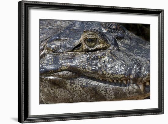 Brazil, Mato Grosso, the Pantanal, the Transpantaneira Highway, Black Caiman Eye and Mouth Detail-Ellen Goff-Framed Photographic Print