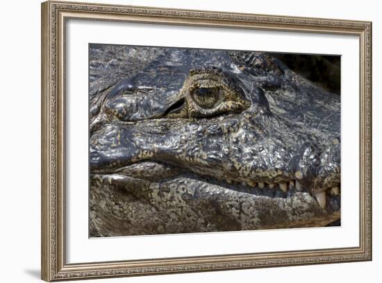 Brazil, Mato Grosso, the Pantanal, the Transpantaneira Highway, Black Caiman Eye and Mouth Detail-Ellen Goff-Framed Photographic Print