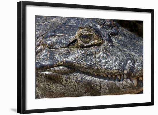 Brazil, Mato Grosso, the Pantanal, the Transpantaneira Highway, Black Caiman Eye and Mouth Detail-Ellen Goff-Framed Photographic Print