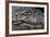 Brazil, Mato Grosso, the Pantanal, the Transpantaneira Highway, Black Caiman Eye and Mouth Detail-Ellen Goff-Framed Photographic Print