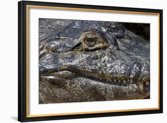 Brazil, Mato Grosso, the Pantanal, the Transpantaneira Highway, Black Caiman Eye and Mouth Detail-Ellen Goff-Framed Photographic Print