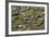 Brazil, Mato Grosso, the Pantanal, the Transpantaneira Highway-Ellen Goff-Framed Photographic Print