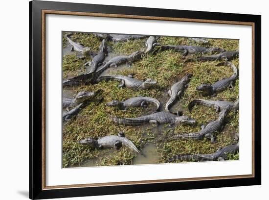 Brazil, Mato Grosso, the Pantanal, the Transpantaneira Highway-Ellen Goff-Framed Photographic Print