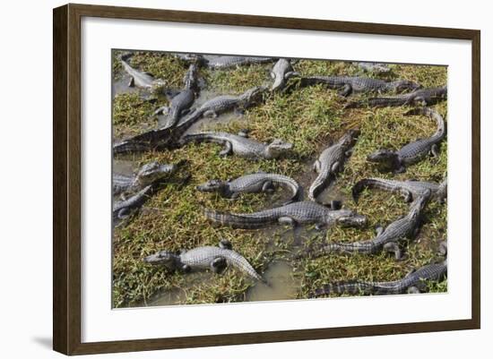 Brazil, Mato Grosso, the Pantanal, the Transpantaneira Highway-Ellen Goff-Framed Photographic Print