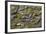 Brazil, Mato Grosso, the Pantanal, the Transpantaneira Highway-Ellen Goff-Framed Photographic Print