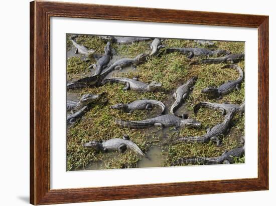 Brazil, Mato Grosso, the Pantanal, the Transpantaneira Highway-Ellen Goff-Framed Photographic Print