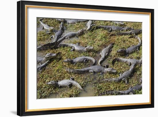 Brazil, Mato Grosso, the Pantanal, the Transpantaneira Highway-Ellen Goff-Framed Photographic Print