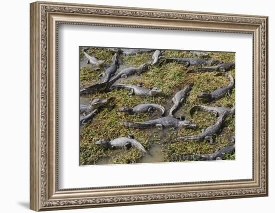 Brazil, Mato Grosso, the Pantanal, the Transpantaneira Highway-Ellen Goff-Framed Photographic Print