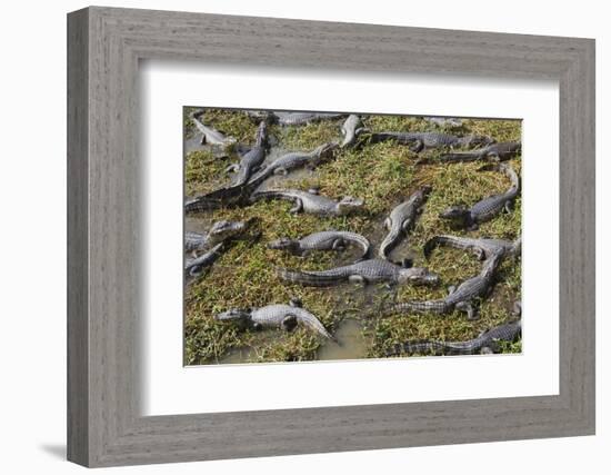 Brazil, Mato Grosso, the Pantanal, the Transpantaneira Highway-Ellen Goff-Framed Photographic Print