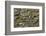 Brazil, Mato Grosso, the Pantanal, the Transpantaneira Highway-Ellen Goff-Framed Photographic Print