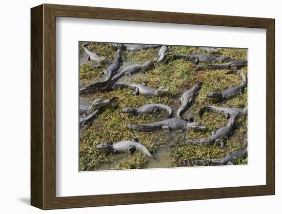 Brazil, Mato Grosso, the Pantanal, the Transpantaneira Highway-Ellen Goff-Framed Photographic Print