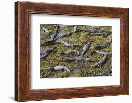 Brazil, Mato Grosso, the Pantanal, the Transpantaneira Highway-Ellen Goff-Framed Photographic Print