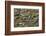 Brazil, Mato Grosso, the Pantanal, the Transpantaneira Highway-Ellen Goff-Framed Photographic Print