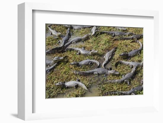 Brazil, Mato Grosso, the Pantanal, the Transpantaneira Highway-Ellen Goff-Framed Photographic Print