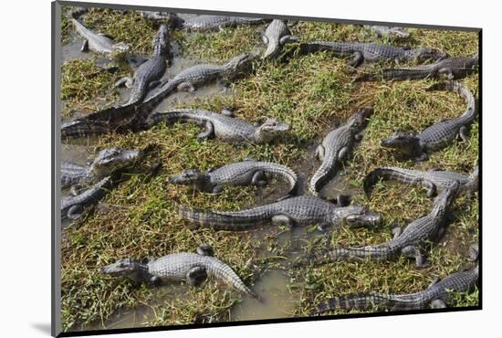 Brazil, Mato Grosso, the Pantanal, the Transpantaneira Highway-Ellen Goff-Mounted Photographic Print