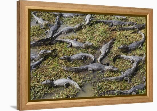 Brazil, Mato Grosso, the Pantanal, the Transpantaneira Highway-Ellen Goff-Framed Premier Image Canvas