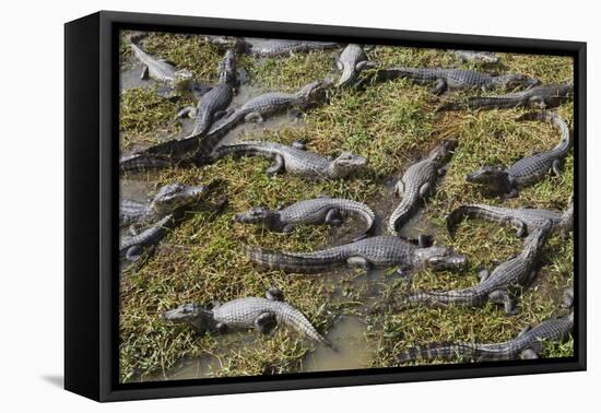Brazil, Mato Grosso, the Pantanal, the Transpantaneira Highway-Ellen Goff-Framed Premier Image Canvas