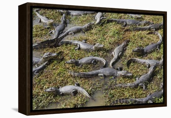 Brazil, Mato Grosso, the Pantanal, the Transpantaneira Highway-Ellen Goff-Framed Premier Image Canvas