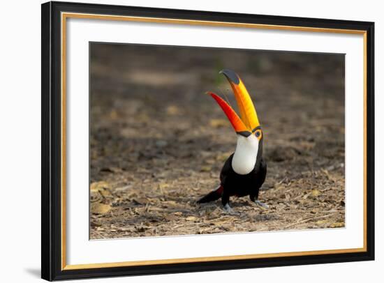 Brazil, Mato Grosso, the Pantanal. Toco Toucan Feeding on Insects-Ellen Goff-Framed Photographic Print