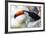 Brazil, Mato Grosso, the Pantanal, Toco Toucan on a Tree Limb-Ellen Goff-Framed Photographic Print