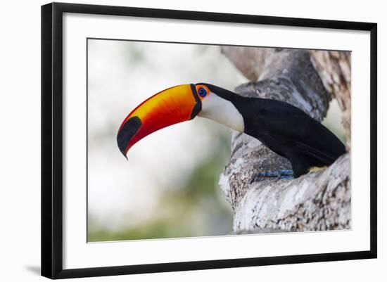 Brazil, Mato Grosso, the Pantanal, Toco Toucan on a Tree Limb-Ellen Goff-Framed Photographic Print