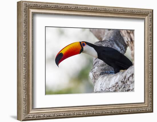 Brazil, Mato Grosso, the Pantanal, Toco Toucan on a Tree Limb-Ellen Goff-Framed Photographic Print