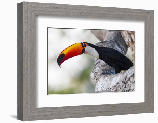 Brazil, Mato Grosso, the Pantanal, Toco Toucan on a Tree Limb-Ellen Goff-Framed Photographic Print