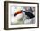 Brazil, Mato Grosso, the Pantanal, Toco Toucan on a Tree Limb-Ellen Goff-Framed Photographic Print