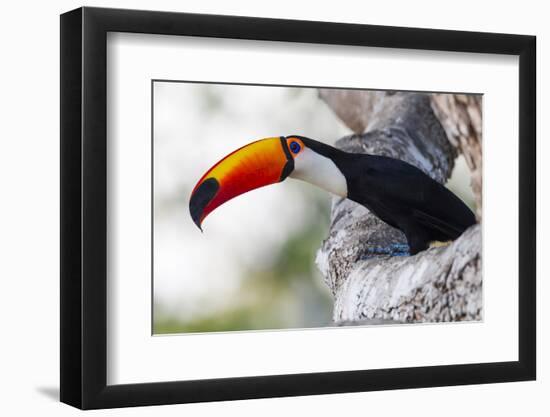 Brazil, Mato Grosso, the Pantanal, Toco Toucan on a Tree Limb-Ellen Goff-Framed Photographic Print