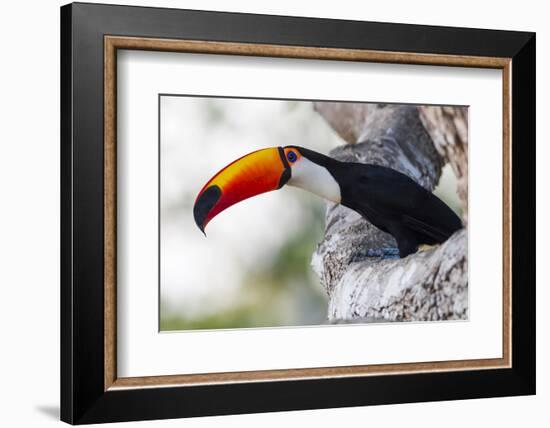 Brazil, Mato Grosso, the Pantanal, Toco Toucan on a Tree Limb-Ellen Goff-Framed Photographic Print