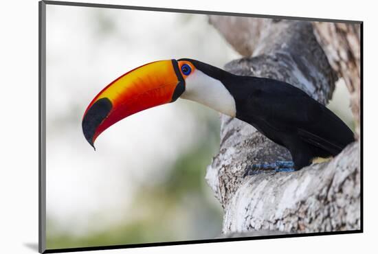 Brazil, Mato Grosso, the Pantanal, Toco Toucan on a Tree Limb-Ellen Goff-Mounted Photographic Print