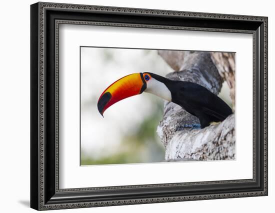 Brazil, Mato Grosso, the Pantanal, Toco Toucan on a Tree Limb-Ellen Goff-Framed Photographic Print