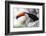 Brazil, Mato Grosso, the Pantanal, Toco Toucan on a Tree Limb-Ellen Goff-Framed Photographic Print