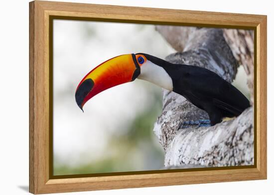 Brazil, Mato Grosso, the Pantanal, Toco Toucan on a Tree Limb-Ellen Goff-Framed Premier Image Canvas