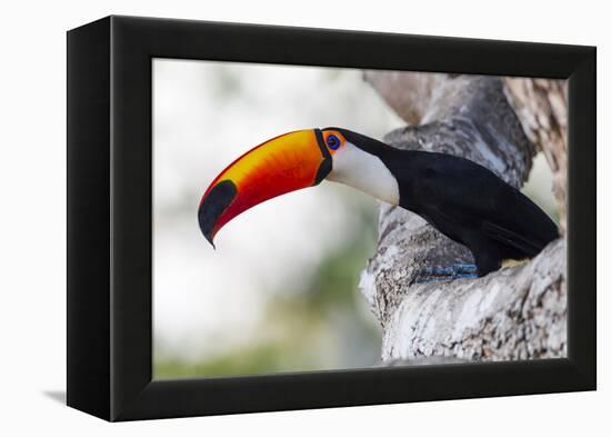 Brazil, Mato Grosso, the Pantanal, Toco Toucan on a Tree Limb-Ellen Goff-Framed Premier Image Canvas