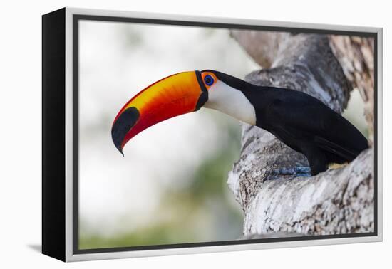 Brazil, Mato Grosso, the Pantanal, Toco Toucan on a Tree Limb-Ellen Goff-Framed Premier Image Canvas