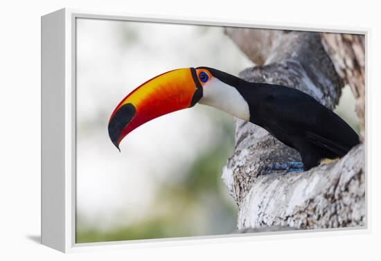 Brazil, Mato Grosso, the Pantanal, Toco Toucan on a Tree Limb-Ellen Goff-Framed Premier Image Canvas