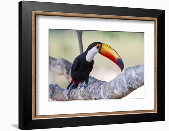 Brazil, Mato Grosso, the Pantanal. Toco Toucan on a Tree Limb-Ellen Goff-Framed Photographic Print