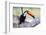 Brazil, Mato Grosso, the Pantanal. Toco Toucan on a Tree Limb-Ellen Goff-Framed Photographic Print