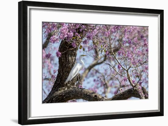 Brazil, Mato Grosso, the Pantanal, Transpantaneira Highway, Great Egret, Ipei Tree-Ellen Goff-Framed Photographic Print