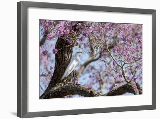 Brazil, Mato Grosso, the Pantanal, Transpantaneira Highway, Great Egret, Ipei Tree-Ellen Goff-Framed Photographic Print