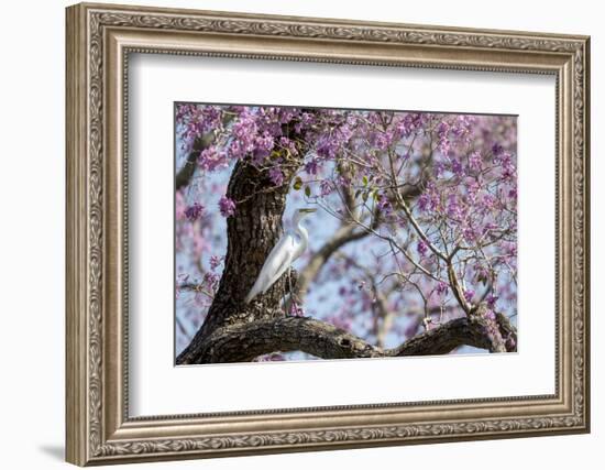 Brazil, Mato Grosso, the Pantanal, Transpantaneira Highway, Great Egret, Ipei Tree-Ellen Goff-Framed Photographic Print