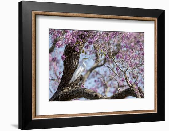 Brazil, Mato Grosso, the Pantanal, Transpantaneira Highway, Great Egret, Ipei Tree-Ellen Goff-Framed Photographic Print