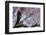 Brazil, Mato Grosso, the Pantanal, Transpantaneira Highway, Great Egret, Ipei Tree-Ellen Goff-Framed Photographic Print